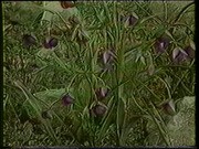 Lecture 07 - Plants of the Northern Channel Islands, by Steve Junak and Carol Bornstein