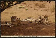 Cheetahs, San Diego Wild Animal Park