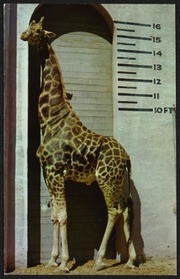 Uganda Giraffe