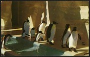 Penguins, Southern Hemisphere