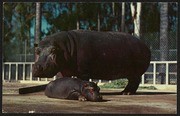 Hippopotamus Mother and Young