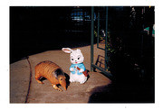 Rabbit & Armadillo