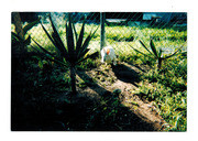 Lulu in the Garden