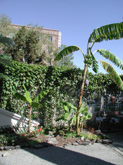 Gardens at the Velaslavasay Panorama in Hollywood, View 1