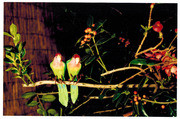 Love Birds in the "Avain Alcove"