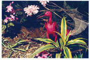 "Avain Alcove" - Scarlet Ibis Close Up