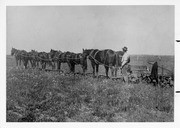 Eight-Horse Team, Tulare County, Calif., Undated