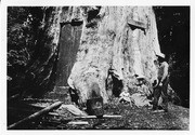 Hercules Tree, Camp Lena, Mountain Home, Calif., 1907