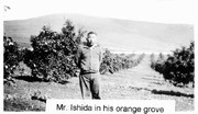 Harotarn Ishida in his Lindsay, California, orange grove