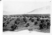 Young Orange Trees, Levis Creek Area, Tulare County, Calif., 1910