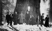 1800s Gathering by Giant Sequoia Tree, Tulare County, Calif