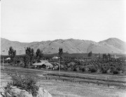 Citrus Groves, Tulare County, Calif., Early 1900s