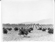 Young Orange Trees Growing in Tulare County, Calif., Early 1900s, 007