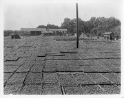 Fruit on Drying Trays, Mineral King Ranch, Visalia, Calif., 004