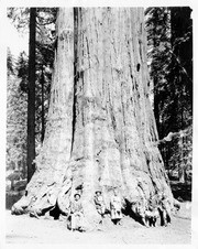 General Sherman Tree, 002