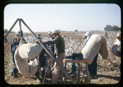 The Cotton Weigh-In Station