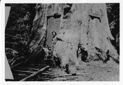 Hercules Tree, Camp Lena, Mountain Home, Calif., 1903