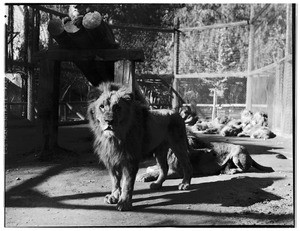 Large male lion staring into the foreground, while others laze around behind it in an outdoor pen at Gay's Lion Farm, ca.1931