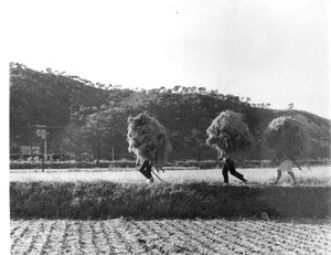 Farmers in the field, South Korea