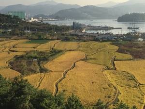 Agriculture, South Korea