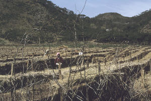 Agriculture, South Korea