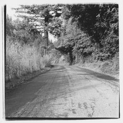 Armstrong Woods Road, Guerneville, California, 1970