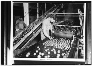 Employees washing oranges, ca.1925