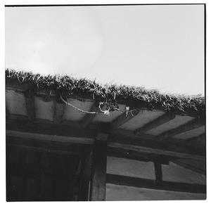 Birds in the eaves of a thatched roof, South Korea