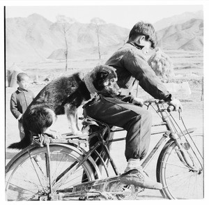 Boy and dog riding a bicycle, Korea