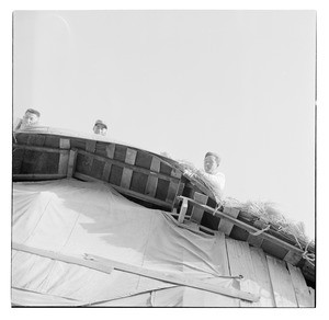 Three men securing thatch on a house, as seen from below, Korea