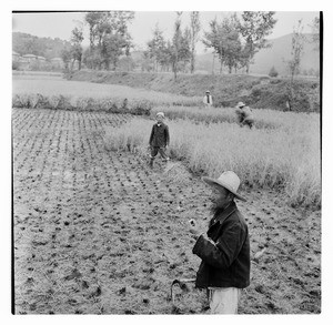 Harvesting grain in Korea