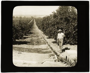 "237 (13723) Irrigating Endless Avenues of Orange Trees, Redlands, Calif.", lantern slide, circa 1910s