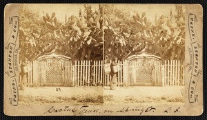 "Cactus Fence, on Spring St., L.A.", stereoscopic photograph, circa 1882