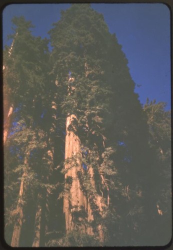 Redwoods