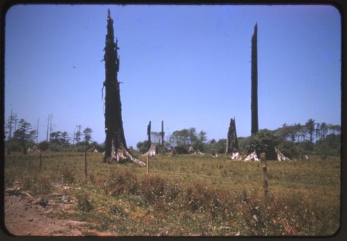 Redwood stumps beside highway