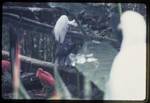 Guyana Zoo