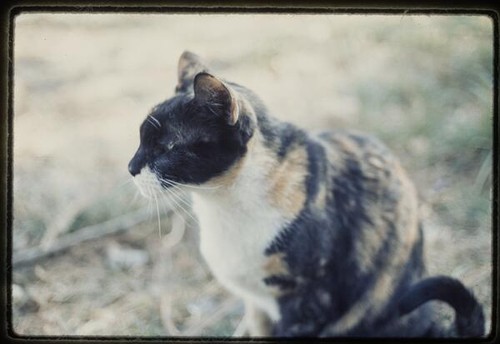 Cat — Calisphere