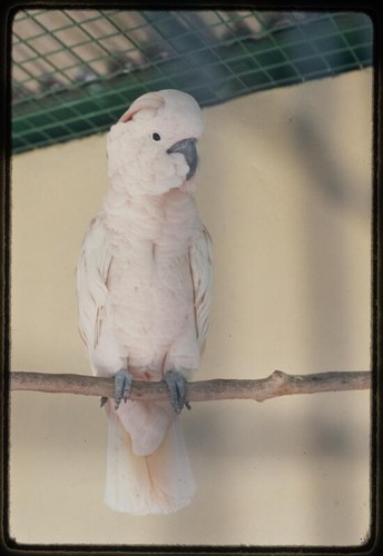 Guyana Zoo