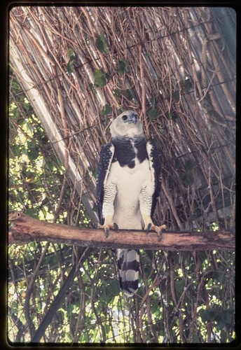 Guyana Zoo