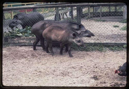 Guyana Zoo