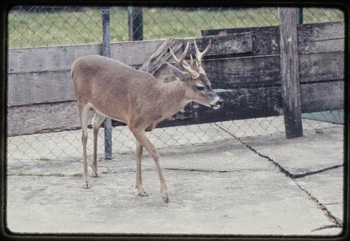 Guyana Zoo