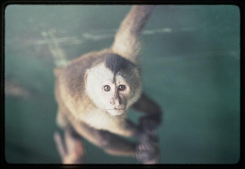 Guyana Zoo