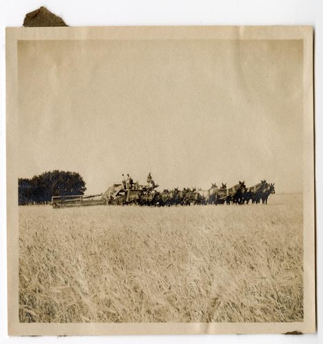 Agricultural laborers using a combine in the hay fields at Glenn Ranch