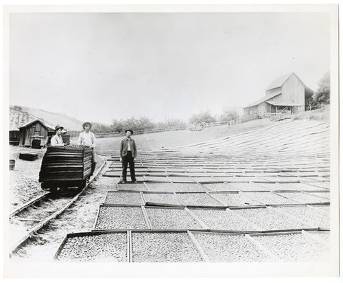 Agricultural laborors at the Chadwell farm in Aromas, Monterey County, California