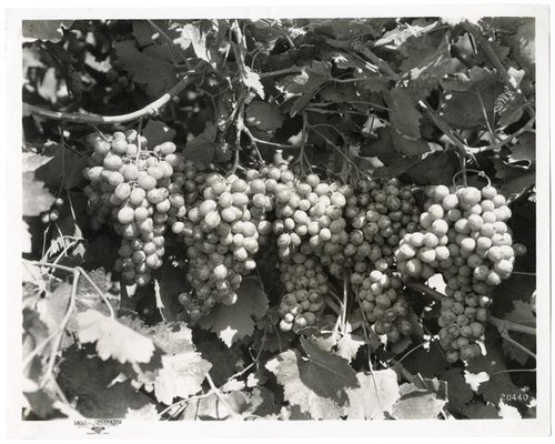 Clusters of grapes on the vine