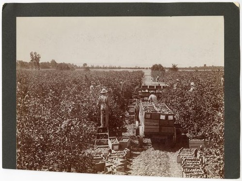 Arigicultural workers harvesting lemons in California