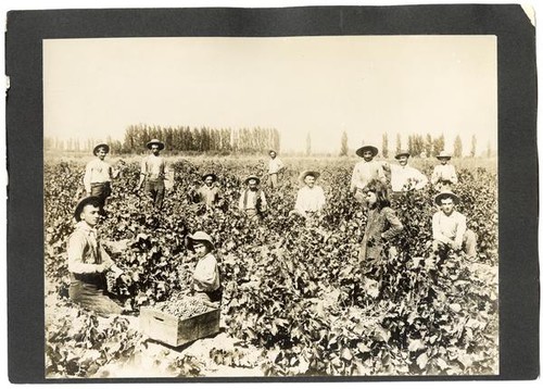 Picking wine grapes, California