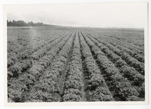 Field of guayule rubber plants