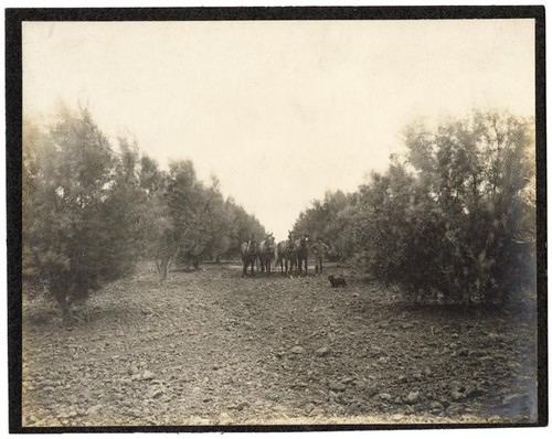 Worker and a team of horses in an olive grove, with dog