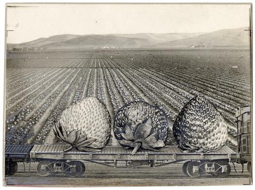 Black and white photo collage featuring strawberries on a railway transport car